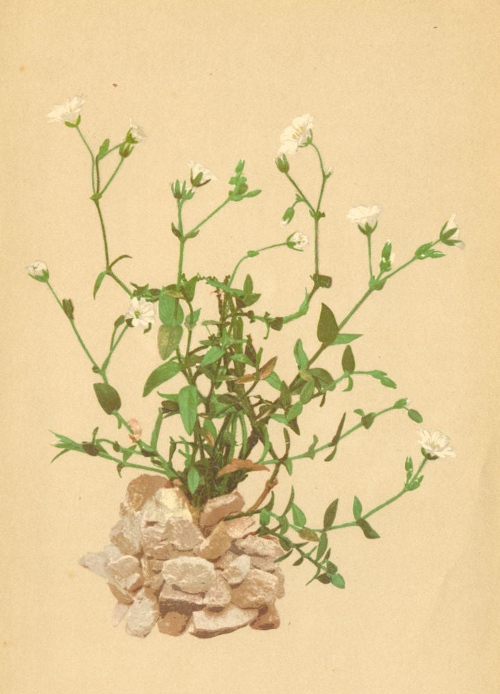 ALPENFLORA ALPINE FLOWERS. Cerastium carinthiacum Vest-Kärntner Hornkraut 1897